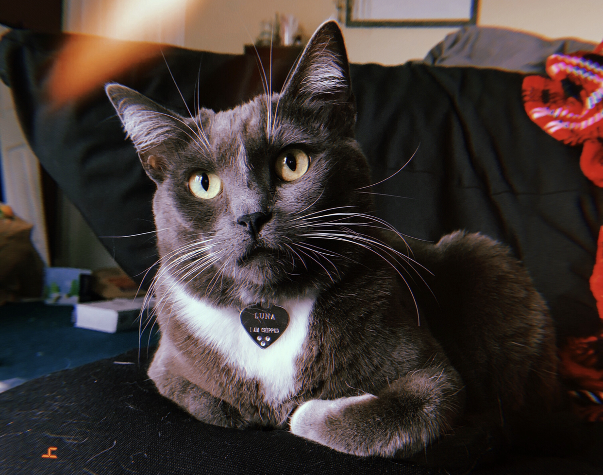 my grey tuxedo cat named Luna