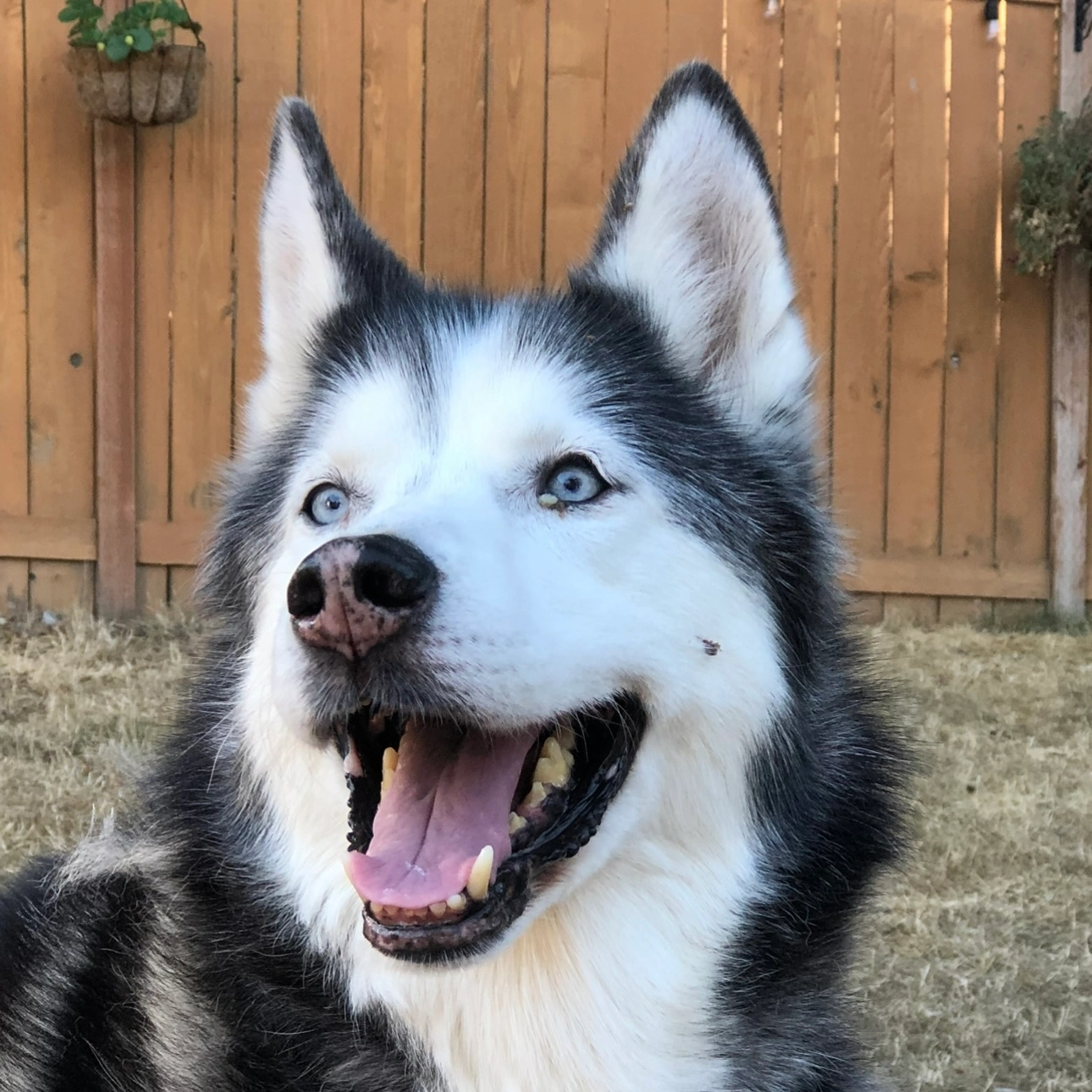siberian husky